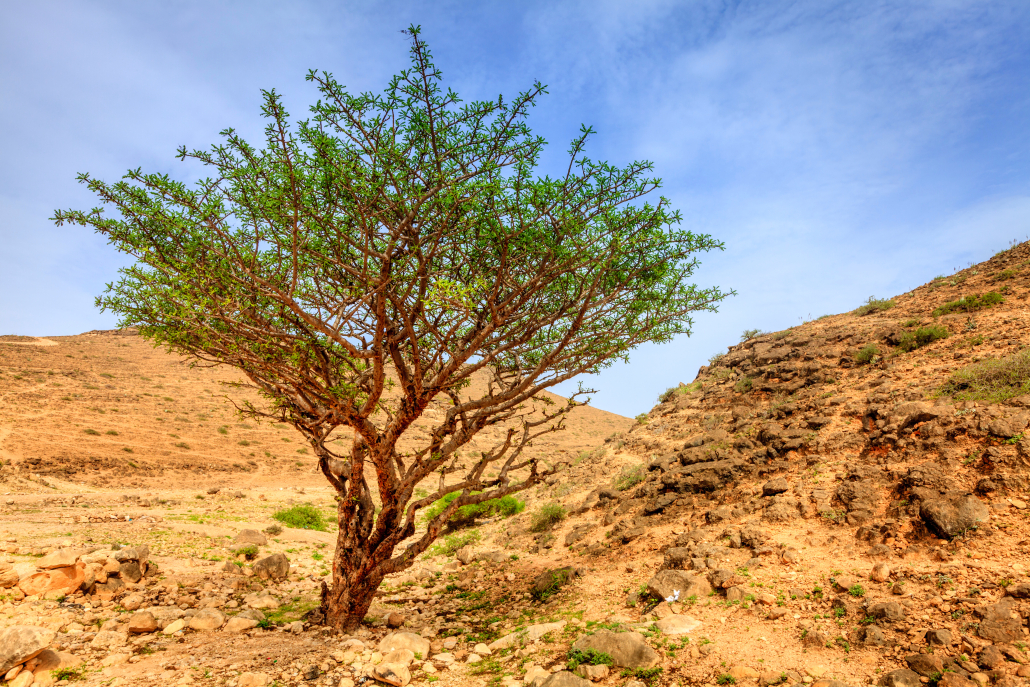 Baum des Boswellia serrata
